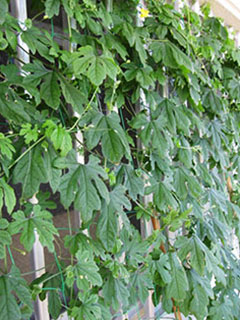 風通しを保ったまま日差しをカット