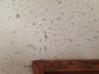 秋にハウスダストが増える理由