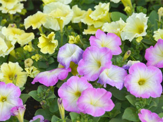 育てやすい花からスタート