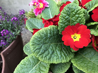 植木鉢に土を入れ、苗を植える