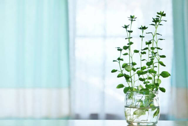 水をスプレーするか洗面器に入れて置く