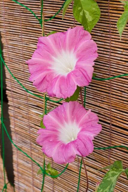 クーラーなしの時間帯を増やす工夫を