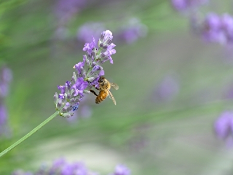 これで安心！　簡単手軽な夏のハチ避け対策