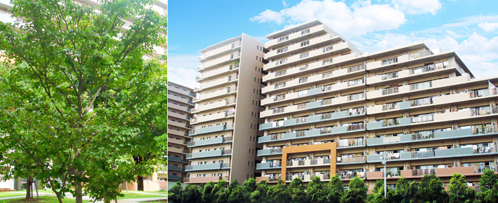 ルネ・アクシアム